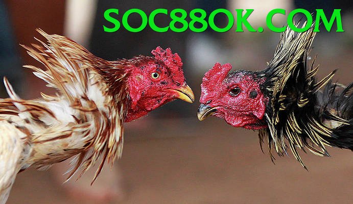 Đá Gà Trực Tiếp - soc8 - Chơi mọi lúc mọi nơi